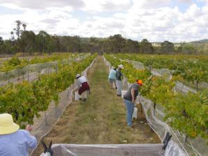 a group of people working in a vineyard at Fergies Hill Spa Cottage @ Granite Ridge Wines in Ballandean