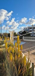 een plant met gele bloemen naast een straat bij Relax flat palm view in San Miguel de Abona