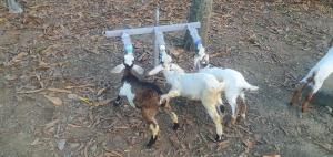 Φωτογραφία από το άλμπουμ του Mango fram resort σε Palayan