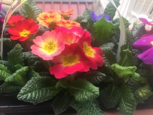 a bunch of colorful flowers in a plant at Archè in Syracuse