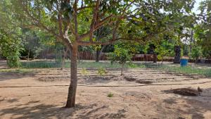 Billede fra billedgalleriet på Adama Jarju's Horticultural Garden i Sifoe