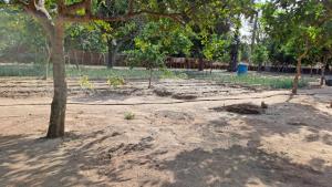Billede fra billedgalleriet på Adama Jarju's Horticultural Garden i Sifoe
