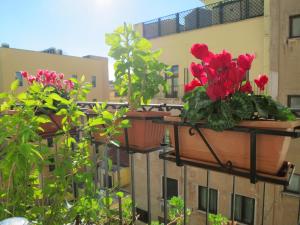 a group of potted plants on a balcony at Hotel Katty in Rome