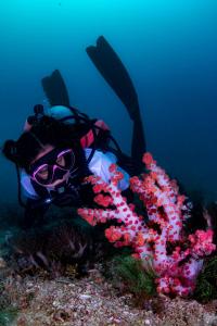 Gallery image of Tranquil Getaway Lilly Room, Dahlia Room, Aster Room and Poppy Room & Dive Center in Mabini