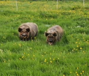 Altri animali domestici presso l'appartamento o nei dintorni