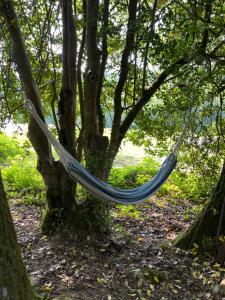 Lickham Bottom Camping外面的花园
