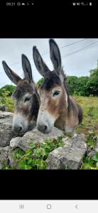 Altri animali domestici presso la casa vacanze o nei dintorni