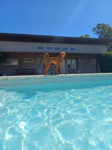 Foto dalla galleria di Casaquinta La Morena ad Azul Altre 9 foto