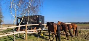 a man standing next to three horses in a field at Tiny House Le Haras en Baie de Somme in Vron