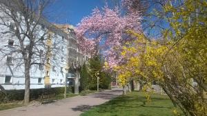 a tree with pink flowers on the side of a street at Apartamento Isabel in Cuenca