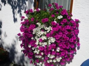 a hanging basket of pink and white flowers on a window at FEWO Prackenbach in Prackenbach +7 photos