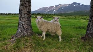 Dýr á gistiheimilinu eða í nágrenninu