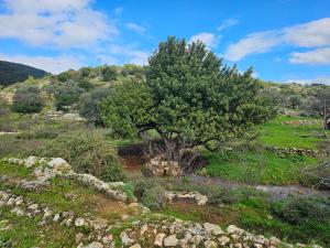 a tree in a field with a stone wall at Casa Galilea חופשה גלילית עם בריכה פרטית וג'קוזי in Parod +29 photos