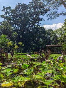 Vrt pred nastanitvijo Treehouse Tayrona