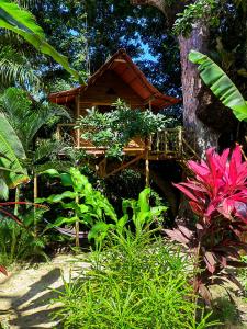 Vrt pred nastanitvijo Treehouse Tayrona
