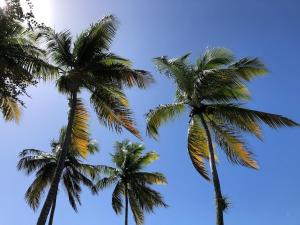 three palm trees with the sky in the background at KARENGA house type F4 in Sainte-Anne