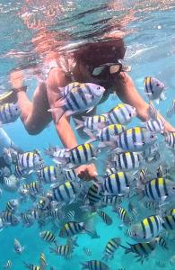 a person in the water with a group of fish at Gili Mesari Cottages & Homestay in Gili Trawangan