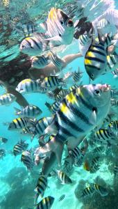 a group of fish swimming in the water at Gili Mesari Cottages & Homestay in Gili Trawangan