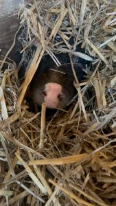Afbeelding uit fotogalerij van Ferienwohnung „Am Gnaucks Hutberg“ in Hohnstein