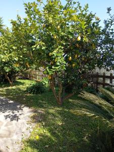 A garden outside Casa Vacanze Diamante