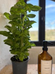 a bottle of wine next to a potted plant at La Magnanerie Maison Provençale in Gordes +41 photos