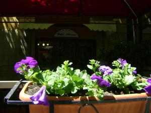 un vaso pieno di fiori viola di fronte a un edificio di Hotel Adriana ad Abbadia San Salvatore