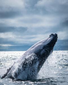 Fotografie z fotogalerie ubytování Pacific Nuqui Lodge v destinaci Nuquí