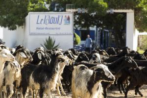 a herd of goats walking down a dirt road at Hotel-Restaurant Le Kaouki in Sidi Kaouki