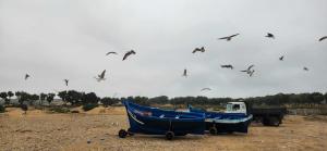 two boats on the beach with birds flying in the sky at Hotel-Restaurant Le Kaouki in Sidi Kaouki