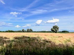 a field with a tree in the middle of a field at Bauernkate Lilie in Liepe in Rankwitz
