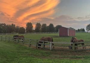 un grupo de caballos en un campo detrás de una valla en Fox Hollow Farm, en Middletown
