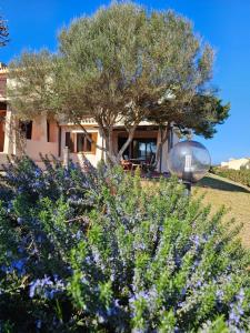 a house with a tree and a glass ball at Bellavista, Stintino la pelosa in Cuile Pazzoni
