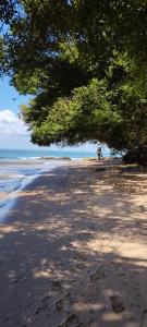 a tree on a sandy beach near the ocean at Canto do Mar Suíte in Marau