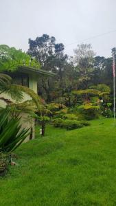 a green yard with a house and a tree at ʻOhiʻa Lehua Forest House in Volcano