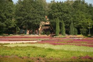 a field of flowers with a building in the background at Ferienwohnung Karin in Schneverdingen +32 photos