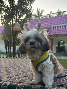 Ospiti di Kuteeram - Create Memories con animali domestici