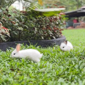 Giardino di AKAR Hotels & Resort Lampung