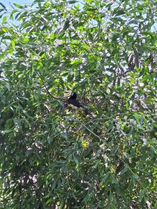 a bird sitting in the branches of a tree at Phu Aunna in Ko Phayam