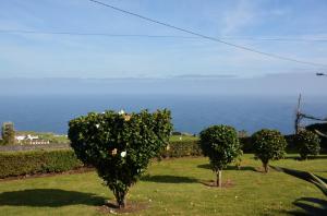three trees in a field with the ocean in the background at Aldeia do Priolo in Nordeste
