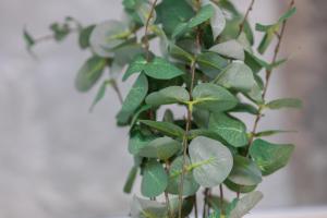 Fotografie z fotogalerie ubytování Fewomo, Moselzeit Apartment, Stilvolle Fewo für Genießer nähe Schloss v destinaci Lieser