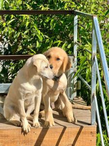 Domácí mazlíčci ubytovaní s hosty v ubytování Quán Nhỏ Trên Đồi Homestay
