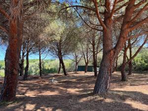 un grupo de árboles en un campo con un edificio en SAINT FLORENT - STUDIO 2 couchages Avec Piscine, en Saint-Florent
