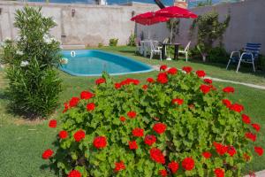 a garden with red flowers and a swimming pool at Hotel Lavalle in General Lavalle