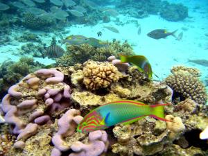 a group of fish on a coral reef at The Rarotongan Beach Resort & Lagoonarium in Rarotonga