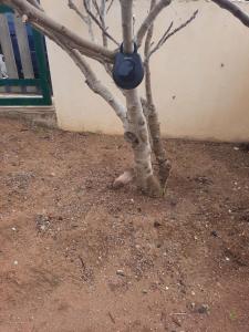 Billede fra billedgalleriet på Heritage Villa Porto Santo i Porto Santo + 38 billeder