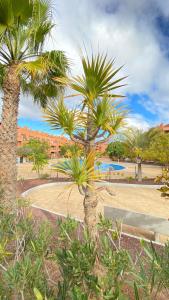 a group of palm trees in a park with a bench at Ático de proa, en la mejor playa del Médano in Granadilla de Abona