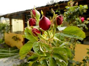 Jardín al aire libre en La Posada del Conde Lodge