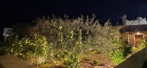 A garden outside BaSiLiKoS