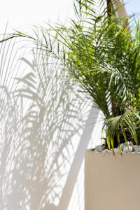 Zahrada ubytování Mandarin One Bedroom Apartment Varkiza