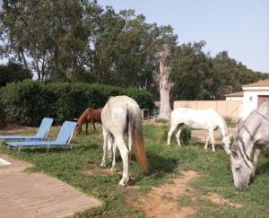 two horses grazing in the grass next to blue chairs at El Girasol yellowstone in Chiclana de la Frontera